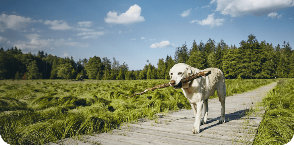 Veterinarian In Fort Collins, CO OPEN During COVID19 Local Vet